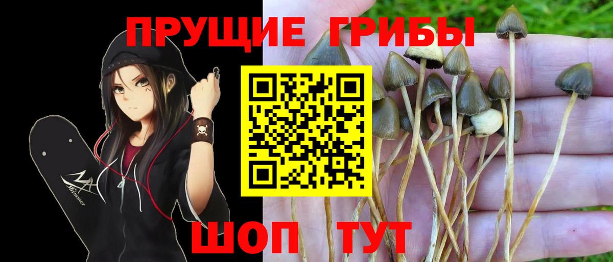 Галлюциногенные грибы MAGIC MUSHROOMS  Вход с VPN  Гусев 